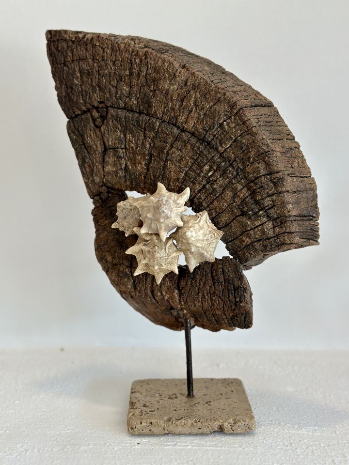 Sooboho Ahşap Deniz Kabuğu Driftwood Biblo