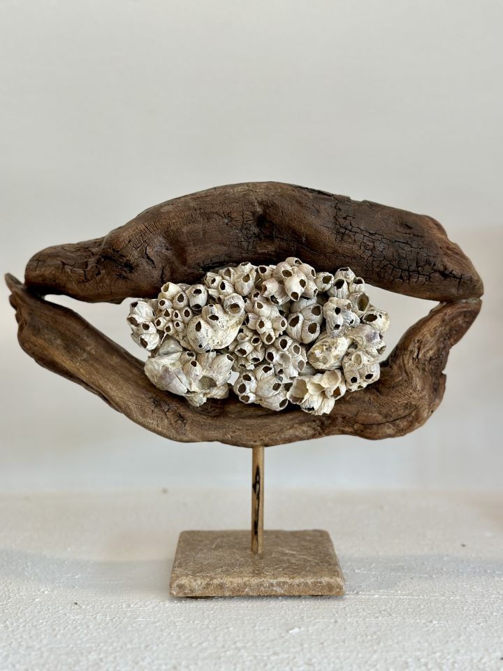 Sooboho Ahşap Deniz Kabuğu Biblo Driftwood