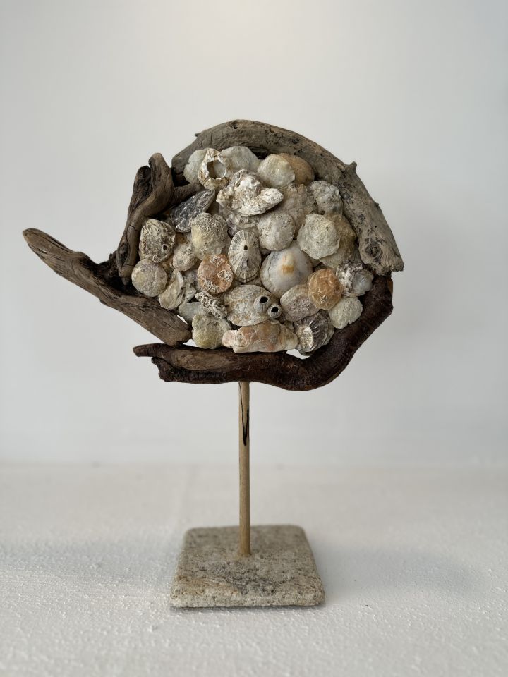 Sooboho Ahşap Deniz Kabuğu Biblo Driftwood